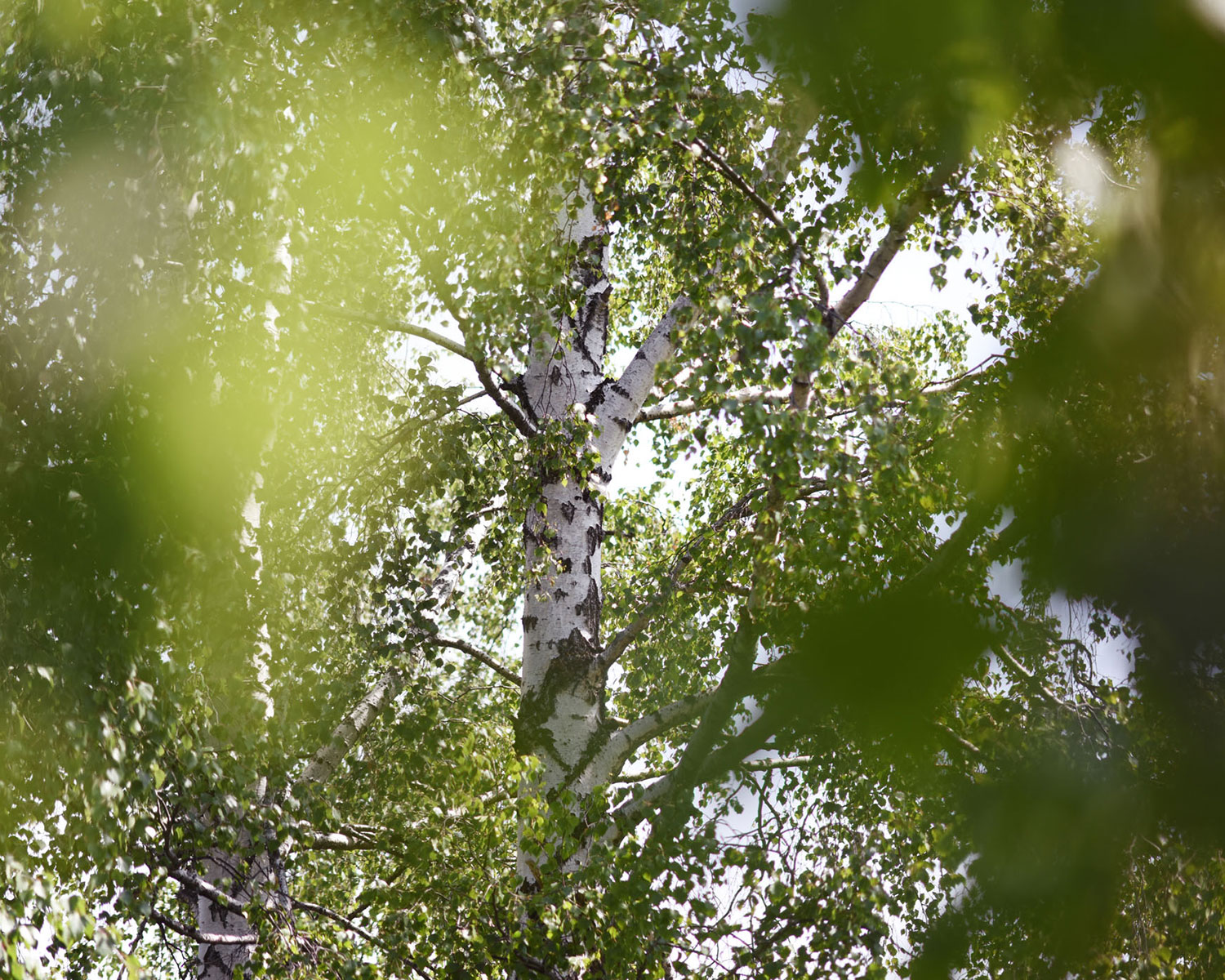 Heilpflanzen für Ausleitung, Entgiftung und Verdauung