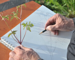 Eine lebendige Heilpflanzenkunde mit wesenhaften Urtinkturen