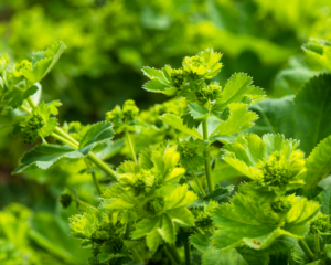 Ceres kennenlernen: Heilpflanzen für die Frauenheilkunde