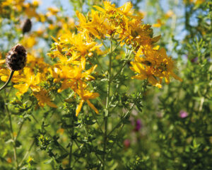 Ceres kennenlernen: Heilpflanzen für eine psychische Widerstandskraft