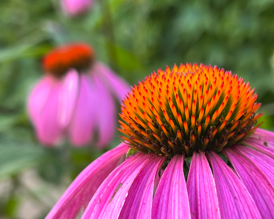 Ceres kennenlernen: Heilpflanzen zur Stärkung des Immunsystems