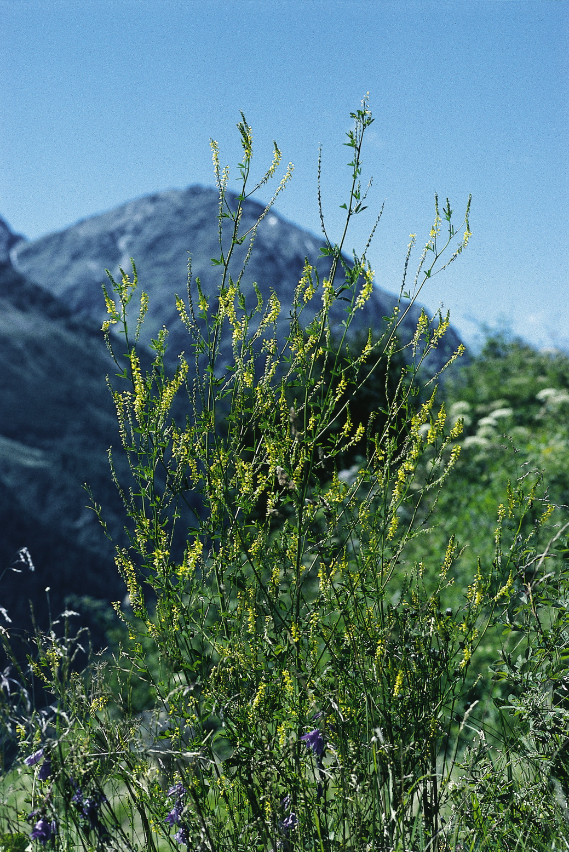 Cours d’introduction à l’utilisation des teintures mères