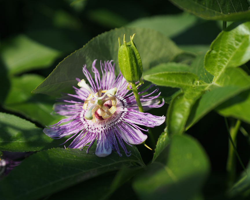 Heilpflanzen in der Psychosomatik - depressive Symptomkomplexe