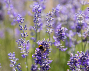 Apotheken-Webinar: Heilende Pflanzen für Nerven und Schlaf