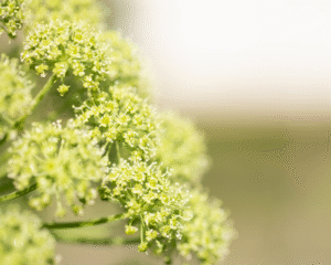 Einführung in die Salutogenese mit Heilpflanzen: Wege zu mehr Gesundheit und Wohlbefinden