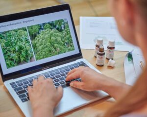 Von der Heilpflanze zur ganzheitlichen Arznei – Die besondere Art der Verarbeitung