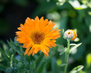 Heilpflanzen in der ganzheitlichen Behandlung der Haut