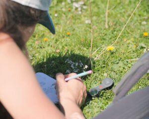 Pflanzen-Exkursion: Heilpflanzen in der Natur begegnen