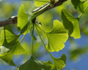 Ceres – les plantes médicinales et le vieillissement : des partenaires naturels pour le corps et l’esprit
