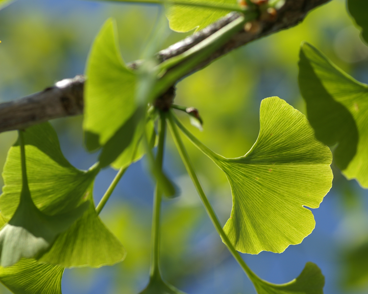 Ceres – les plantes médicinales et le vieillissement : des partenaires naturels pour le corps et l’esprit