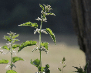 Heilpflanzen zur Unterstützung der Ausleitung: das Blut-Lymphsystem