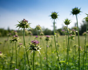 Ganzheitliche Ausleitung und Entgiftung mit Heilpflanzen