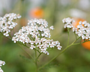 Endometriose und Myome - Körpergebilde natürlich behandeln mit Heilpflanzen