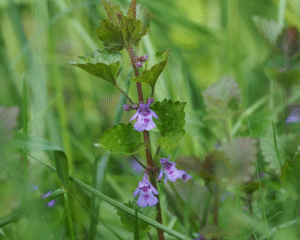 Pflanzen-Exkursion: Wesen und Signatur der Heilpflanzen