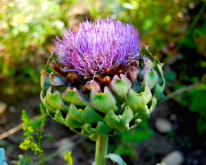 Leberreinigung als Frühjahrskur
