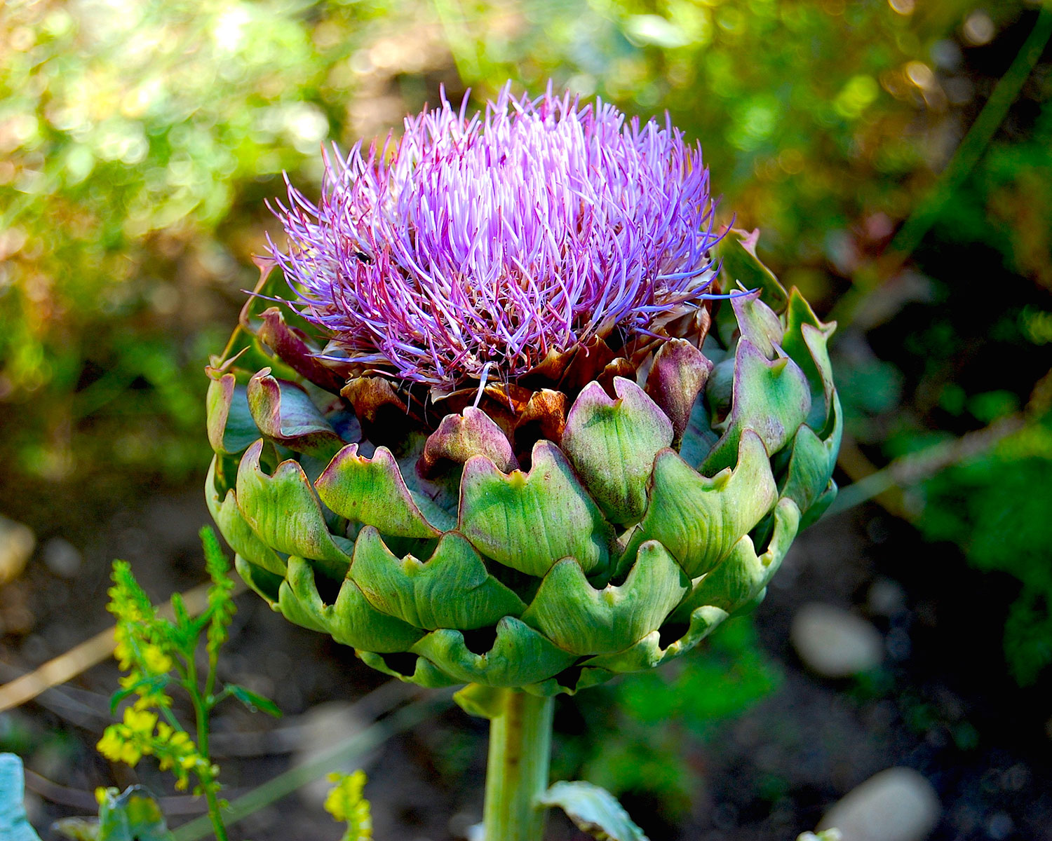 Leberreinigung als Frühjahrskur