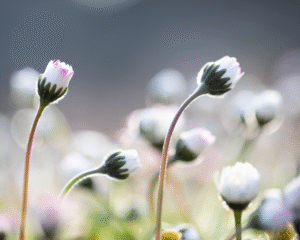 Ceres – des alliés naturels précieux pour accompagner les enfants et les adolescents