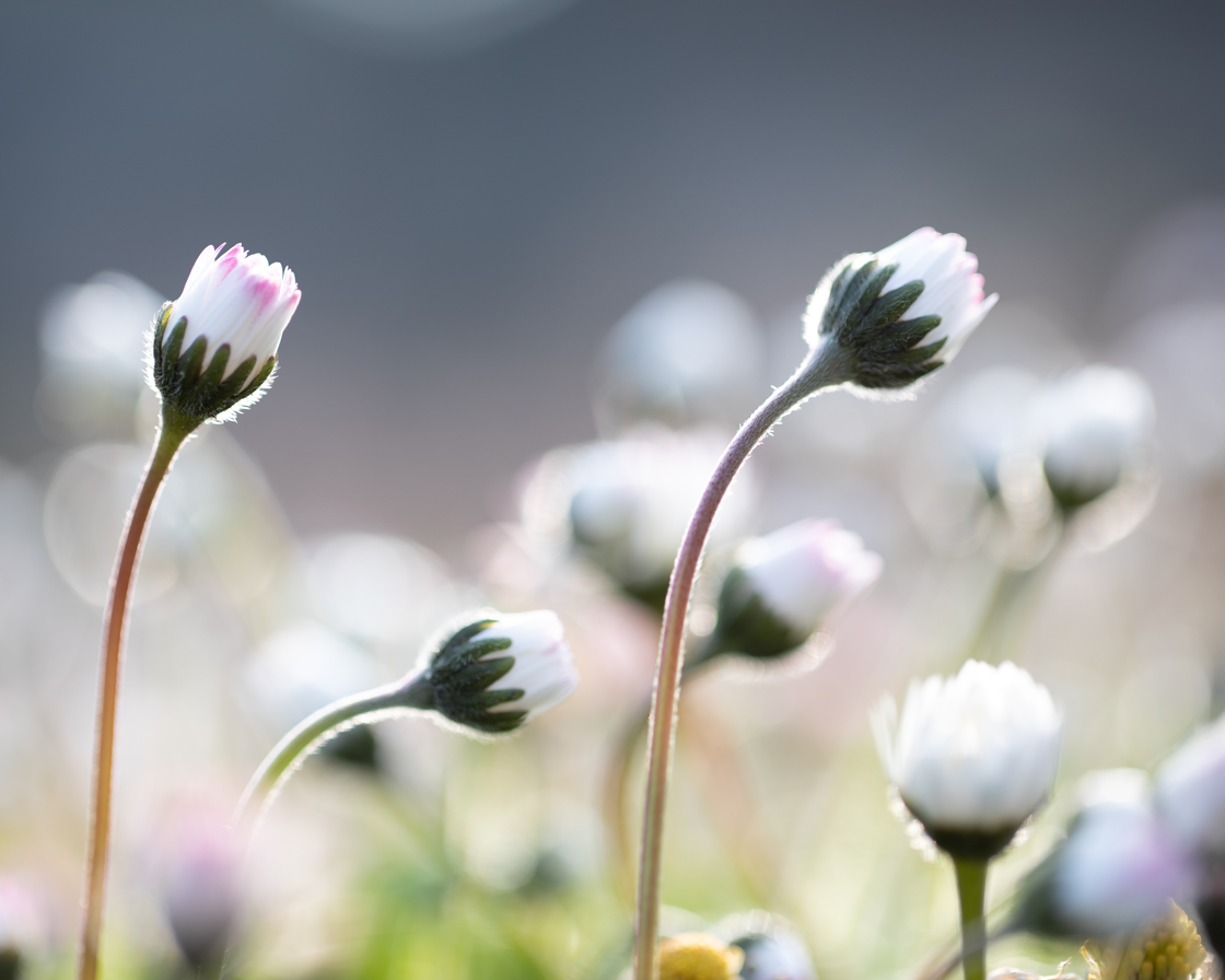 Ceres – des alliés naturels précieux pour accompagner les enfants et les adolescents