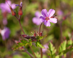 Heilpflanzen in der Frauenheilkunde – Kinderwunsch