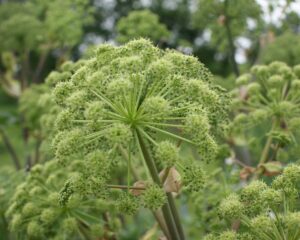 Hochsensible Menschen mit Heilpflanzen ganzheitlich behandeln