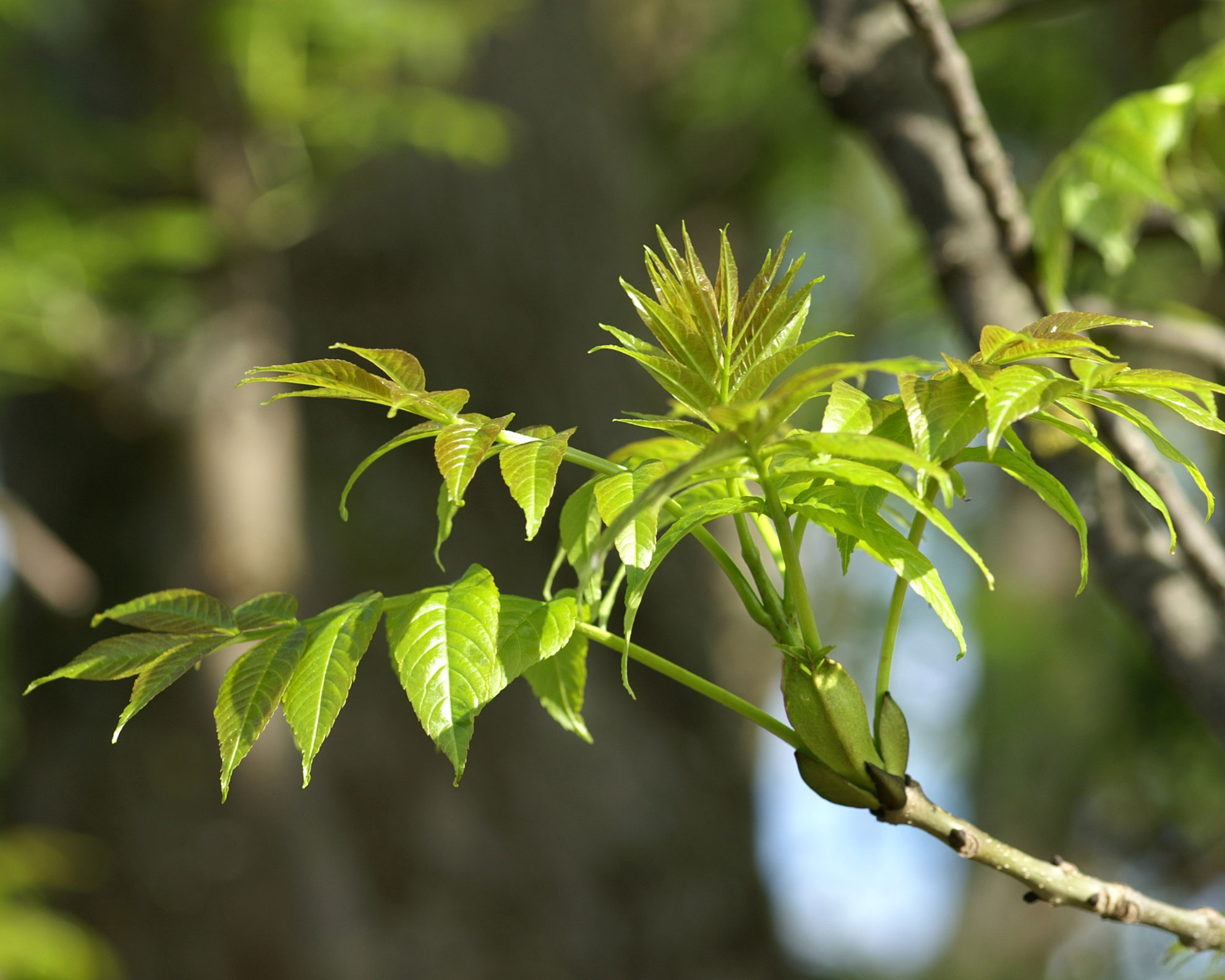 Signaturen der Pflanzen - die Gestalt des Menschen