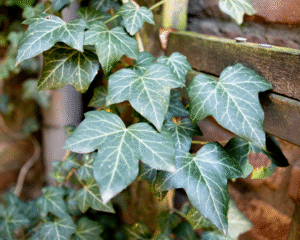 Heilpflanzen für chronische Erkrankungen bei Hunden, Katzen und Pferden