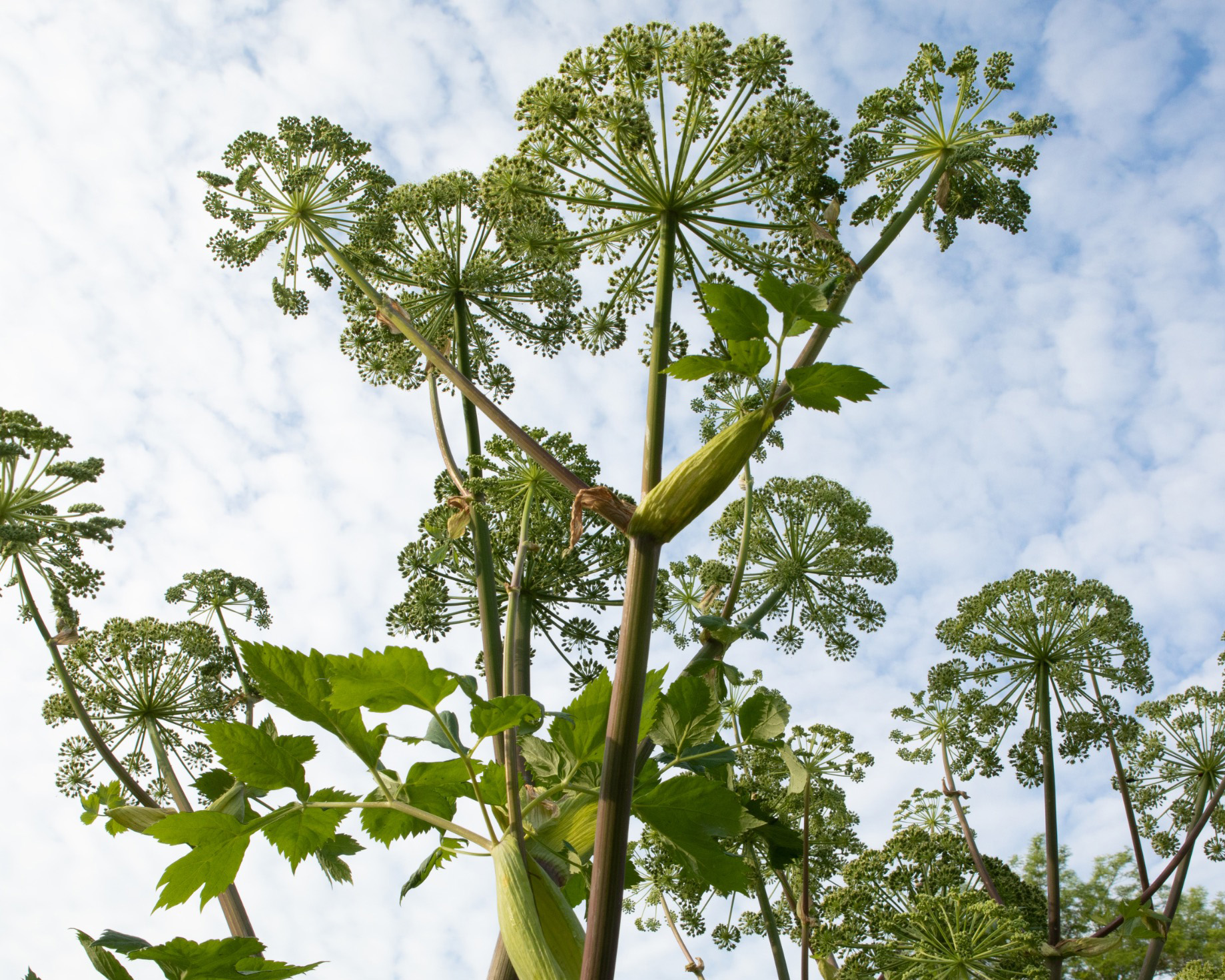 Ganzheitliche Behandlung von Ängsten mit Heilpflanzen