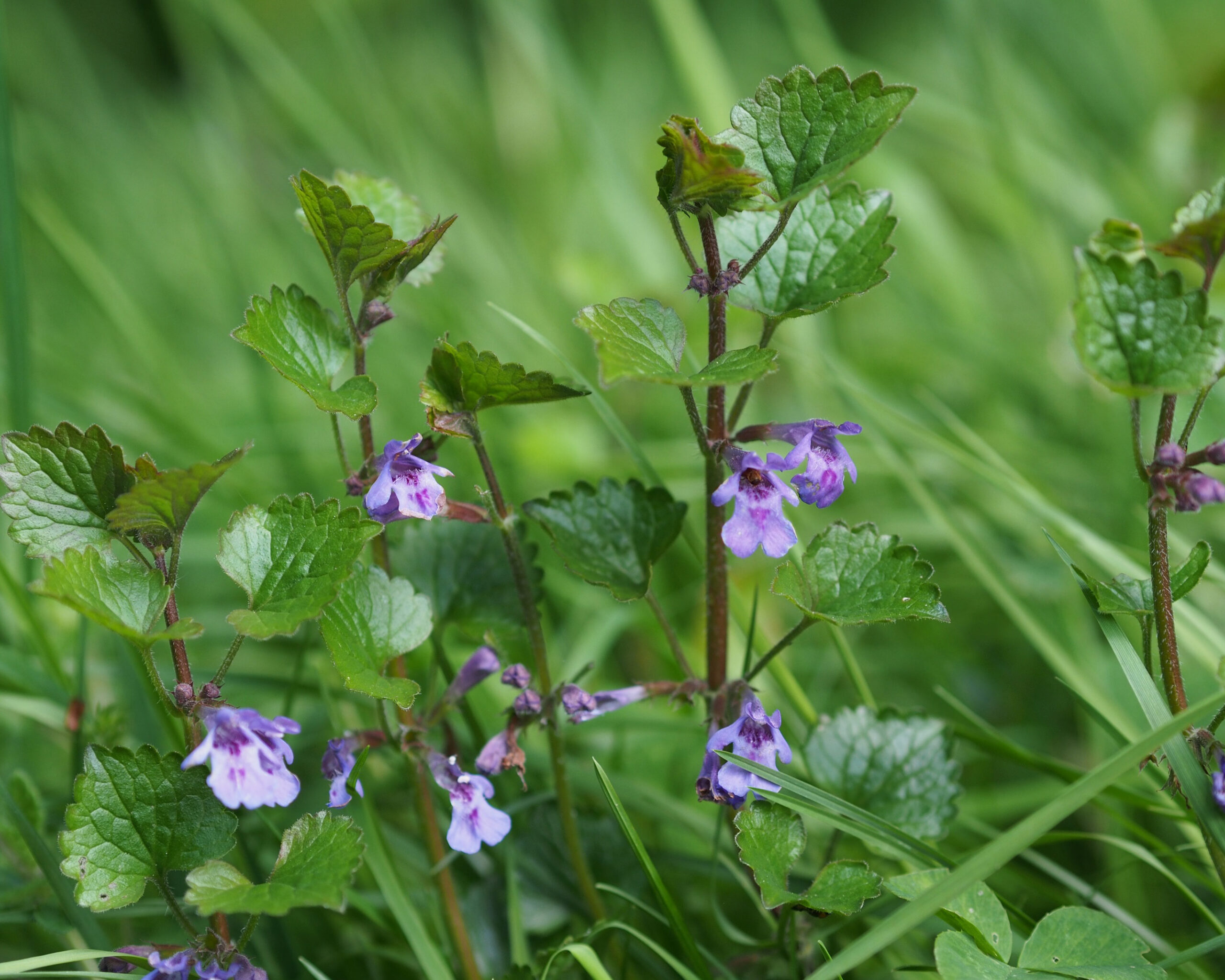 Transformationspflanzen für unruhige Zeiten