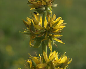 Bitterstoffe - Pflanzliche Powerpakete wesensgemäß angewendet