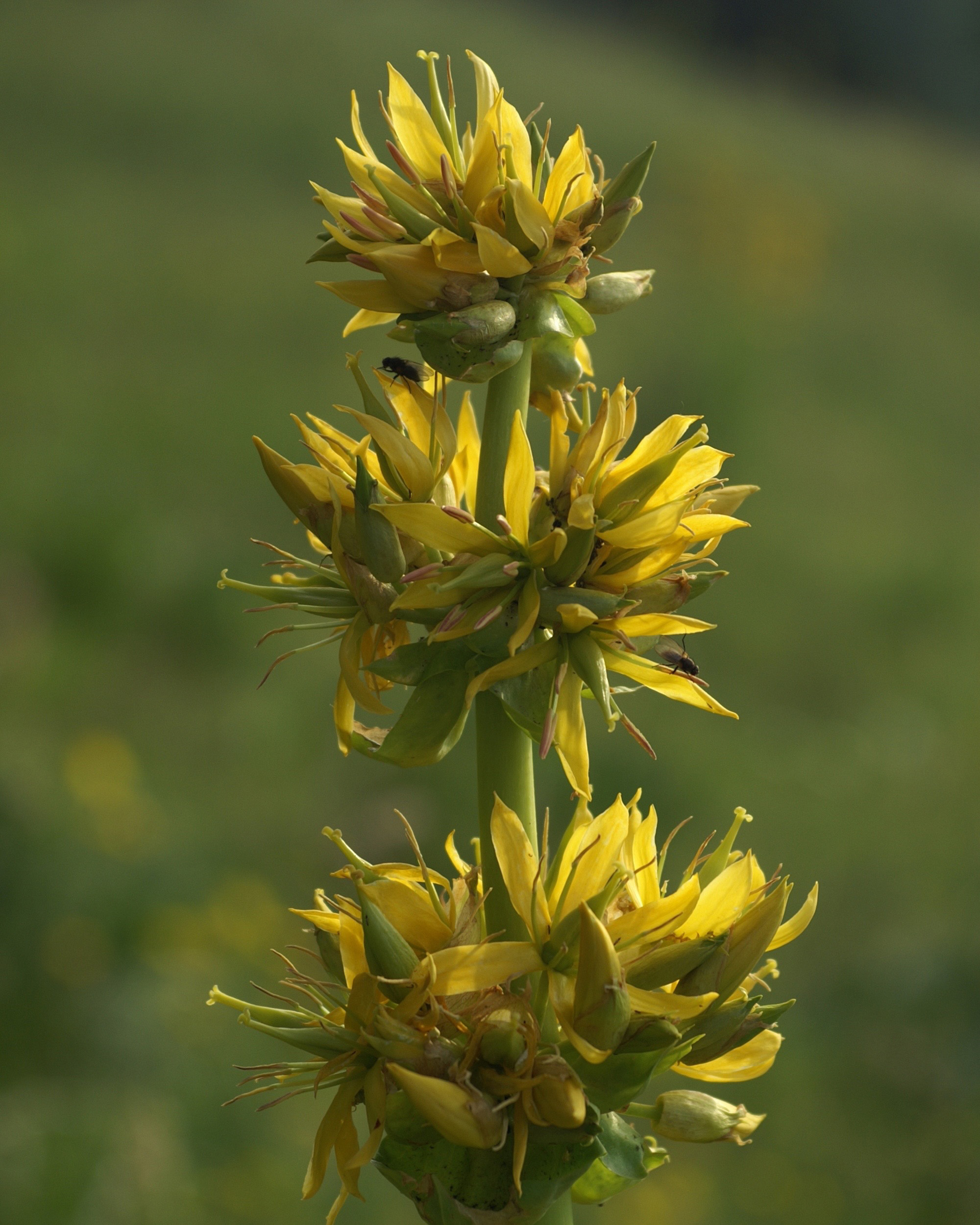 Bitterstoffe - Pflanzliche Powerpakete wesensgemäß angewendet
