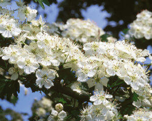 Long Covid und CFS - ganzheitliche Behandlungsansätze mit Heilpflanzen